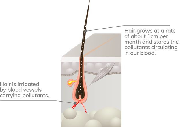 schema structure cheveux